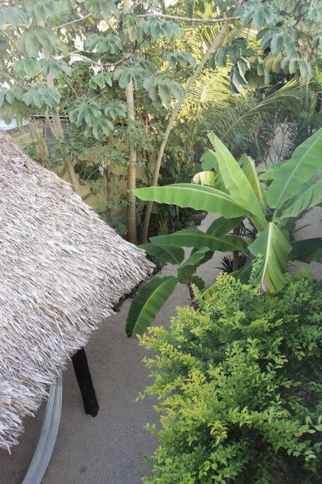 Jungla Bacalar Daire Dış mekan fotoğraf